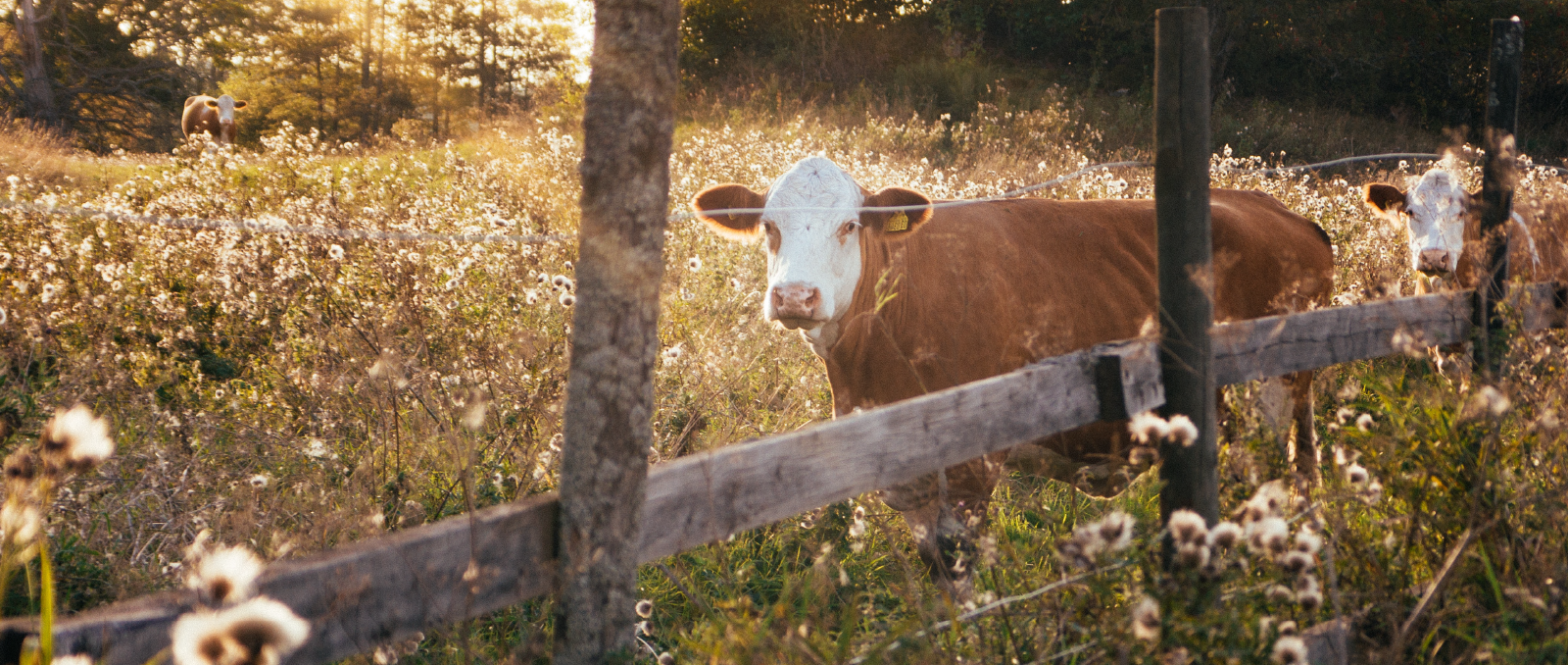 slide la vache